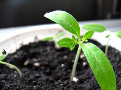 Plant green nature photo