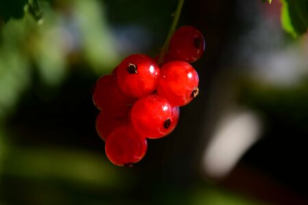 Berry branch currant photo
