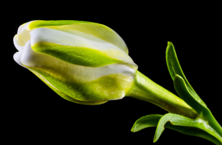 Bloom flower white green