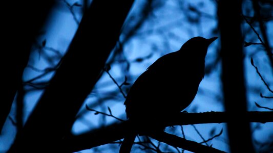 Bird feather nature photo