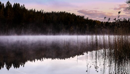 Mist reed sweden photo