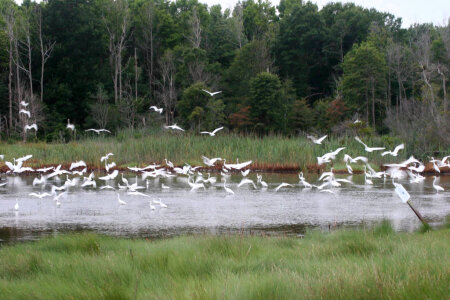 Egrets in Marsh photo