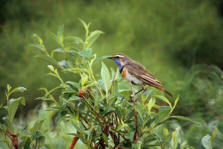 Bird Luscinia svecica male photo