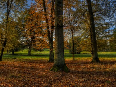 Autumn autumn season blue sky photo