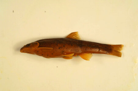 Rhinichthys cataractae-1