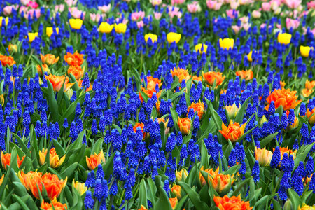 Background of blue, orange, and yellow flowers photo
