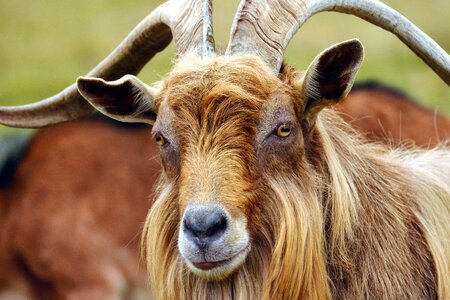 Animal antler beautiful photo