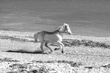 Action animal horse photo
