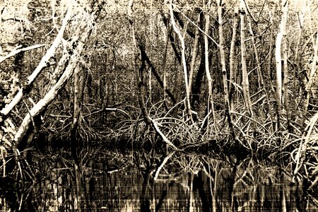 Black and white mangroves marsh