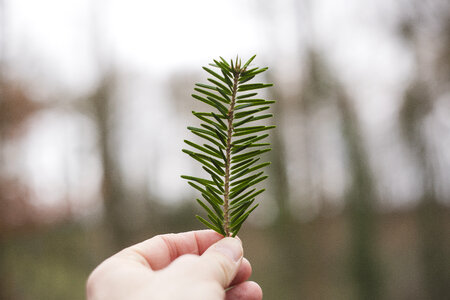 Tree Conifer Needle Fir photo