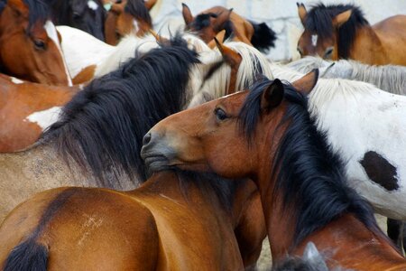 Agriculture animal animals