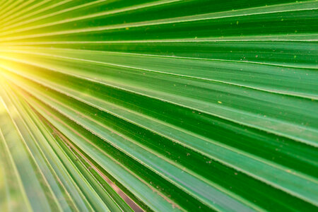 Green Leaf Details photo