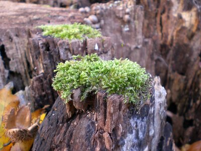 Moss forest tree stump