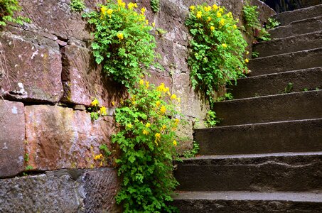Plant stairs stone