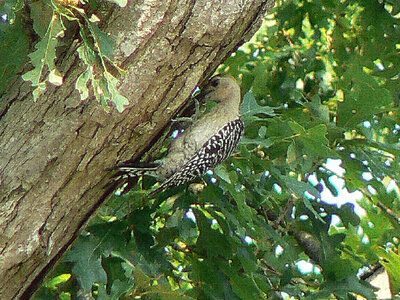 Red-Bellied Woodpecker-1 photo