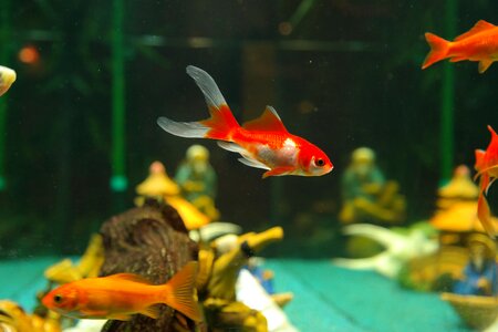 Karpfenfisch cyprinidae aquarium photo