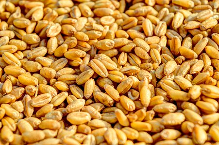 Seed crop food