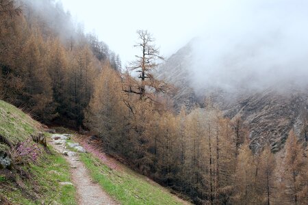 Misty cloudy forest photo