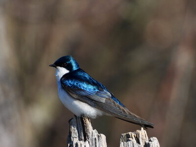 Tree Swallow on stump photo