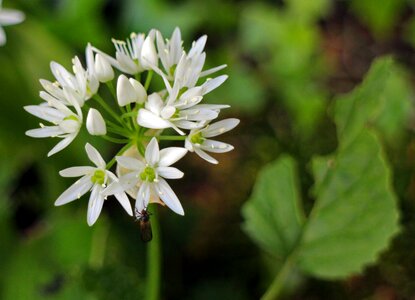 Bloom white forest