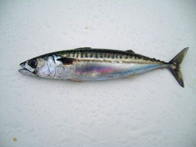 Fish mackerel photo