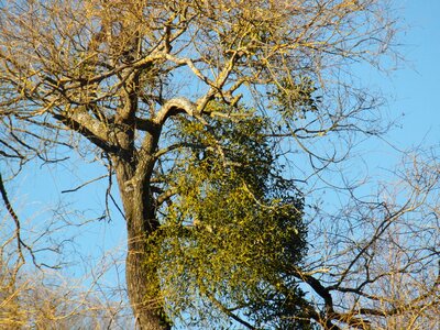Tree branch plant