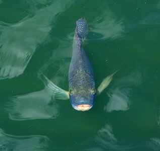 Swim pond japanese photo