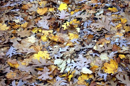 Autumn autumn season leaf