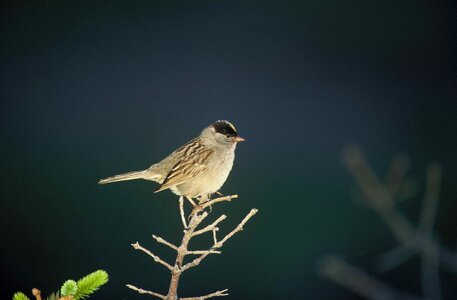 Bouquet sparrow 