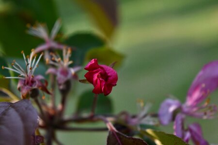 Leaf petal shrub photo