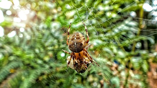 Web nature halloween photo