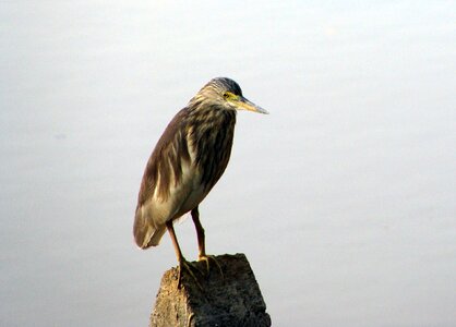 India bird fly