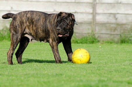 Animal shelter kennels dog pension photo