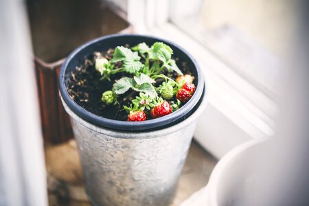 Food fresh fruit