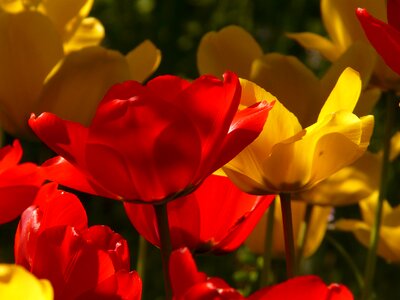 Backlighting beautiful tulpenbluete