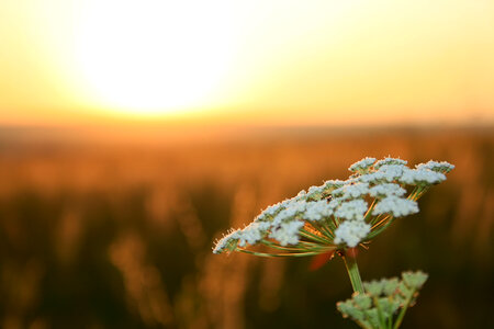 flower photo