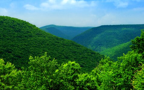 Branch countryside environment photo