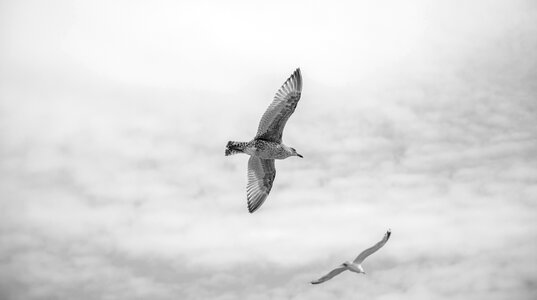 Sky freedom seabird