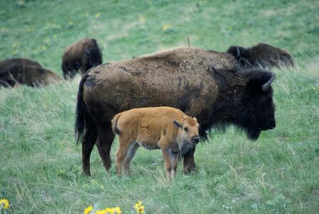 Bison calf 