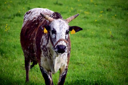 Animal beautiful photo bovine