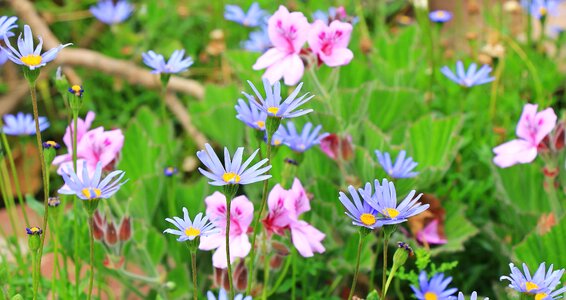 Beautiful Flowers blooming blossom