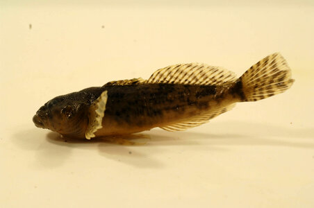 Cottus cognatus