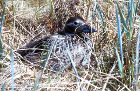 Duck nest 
