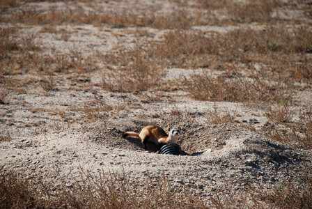 Black-footed Ferret release-1