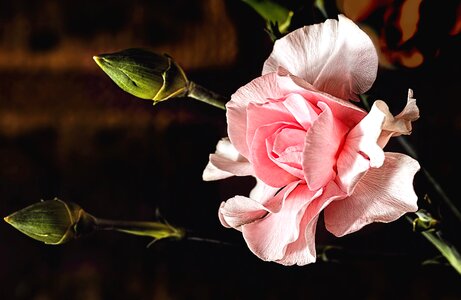 Beautiful Image beautiful photo blossom