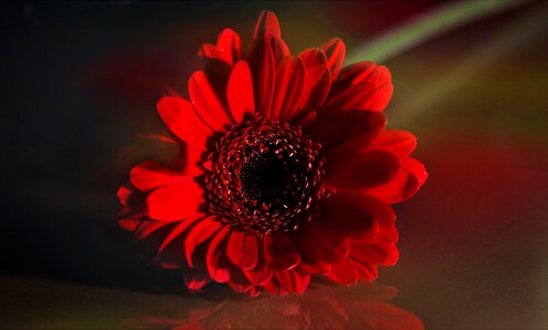 Bloom plant red