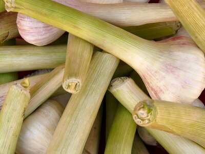 Tuber substantial smell