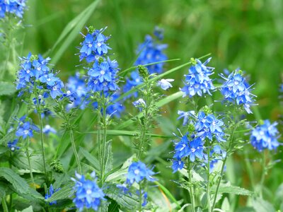 Bloom flower blue photo