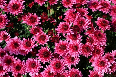 Nature flower pink flower