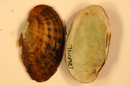 Villosa taeniata-3